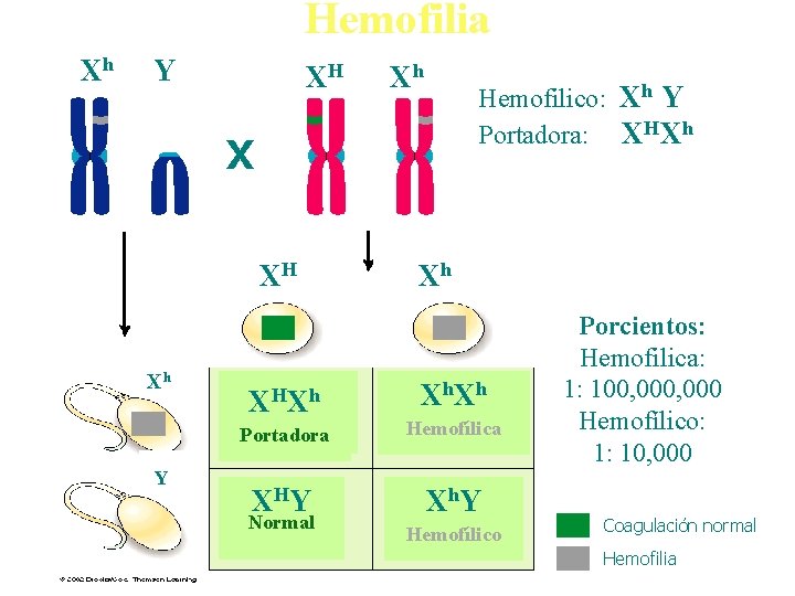 Hemofilia Xh Y XH Xh Hemofilico: Xh Y Portadora: XHXh X X XH Xh
