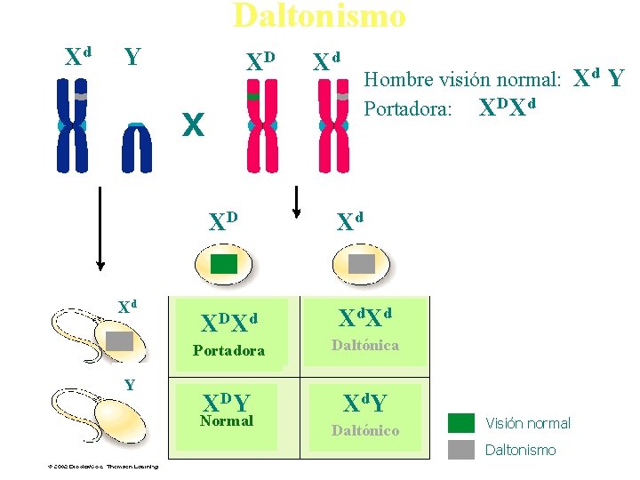 Daltonismo Xd Y XD X X XD Xd Y DXdd D X X X