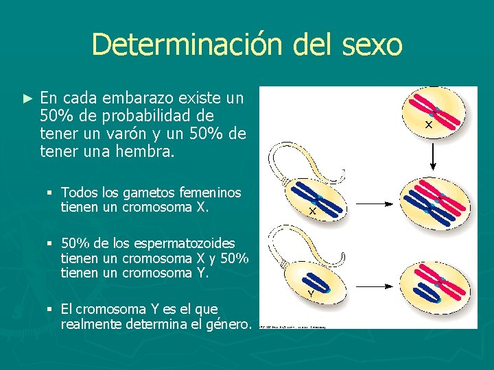 Determinación del sexo ► En cada embarazo existe un 50% de probabilidad de tener