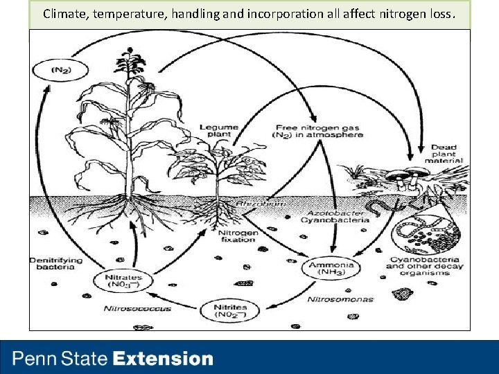 Climate, temperature, handling and incorporation all affect nitrogen loss. 