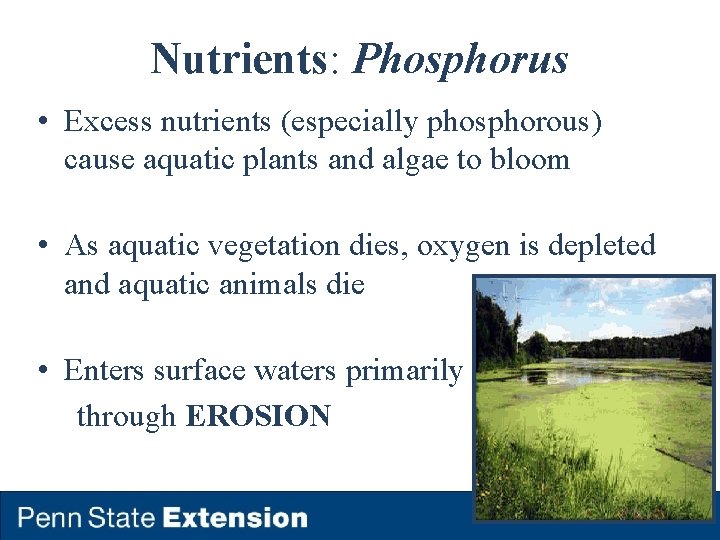Nutrients: Phosphorus • Excess nutrients (especially phosphorous) cause aquatic plants and algae to bloom