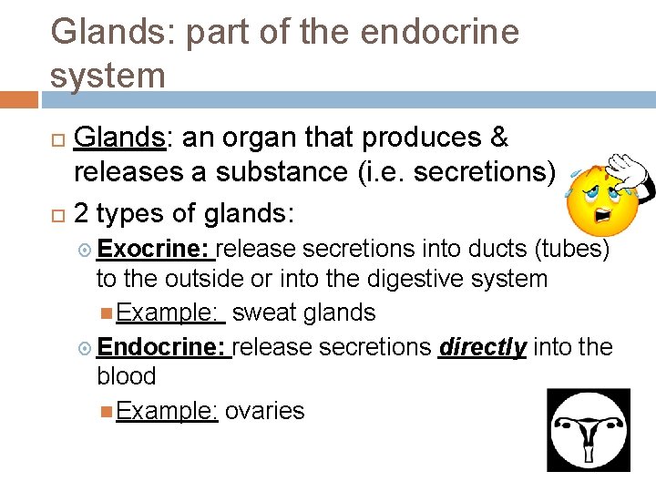 Glands: part of the endocrine system Glands: an organ that produces & releases a