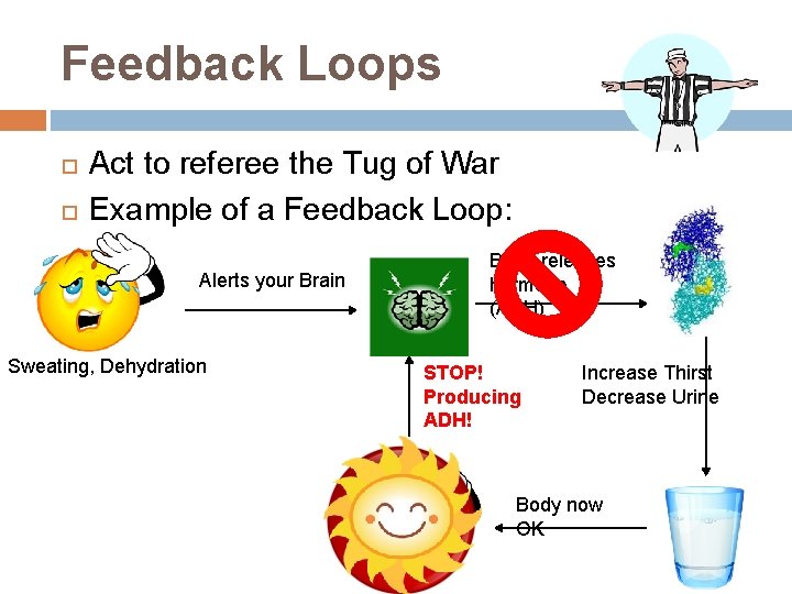 Feedback Loops Act to referee the Tug of War Example of a Feedback Loop: