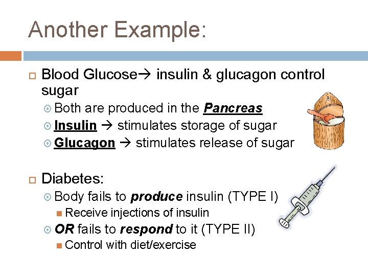 Another Example: Blood Glucose insulin & glucagon control sugar Both are produced in the