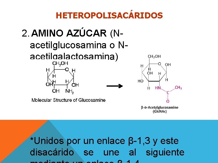 HETEROPOLISACÁRIDOS 2. AMINO AZÚCAR (Nacetilglucosamina o Nacetilgalactosamina) *Unidos por un enlace β-1, 3 y