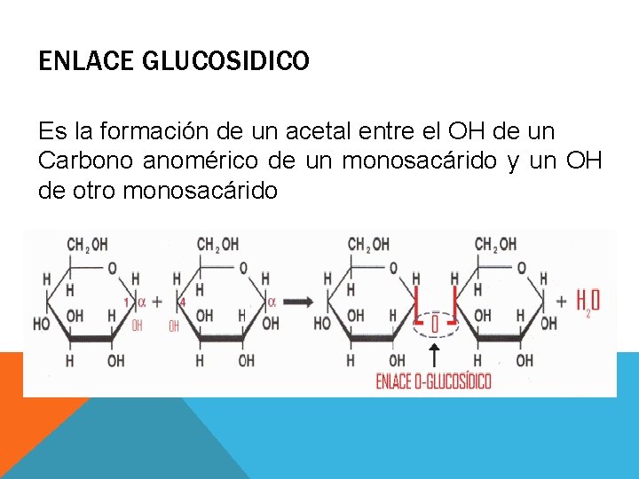 ENLACE GLUCOSIDICO Es la formación de un acetal entre el OH de un Carbono