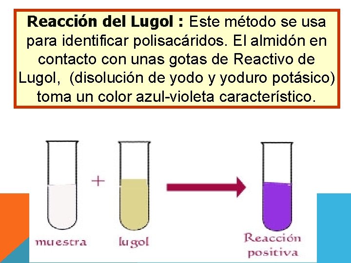 Reacción del Lugol : Este método se usa para identificar polisacáridos. El almidón en