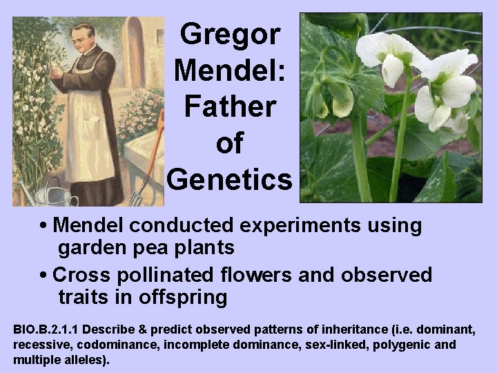 Gregor Mendel: Father of Genetics • Mendel conducted experiments using garden pea plants •