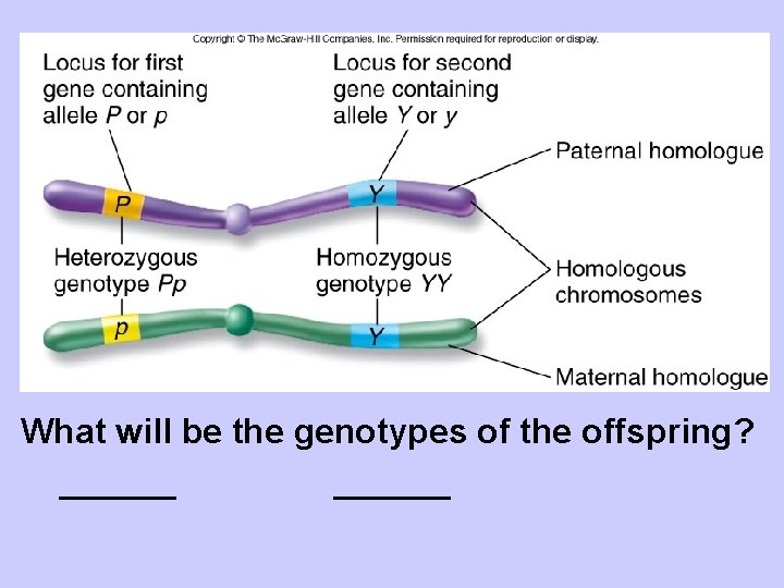 What will be the genotypes of the offspring? ______ 