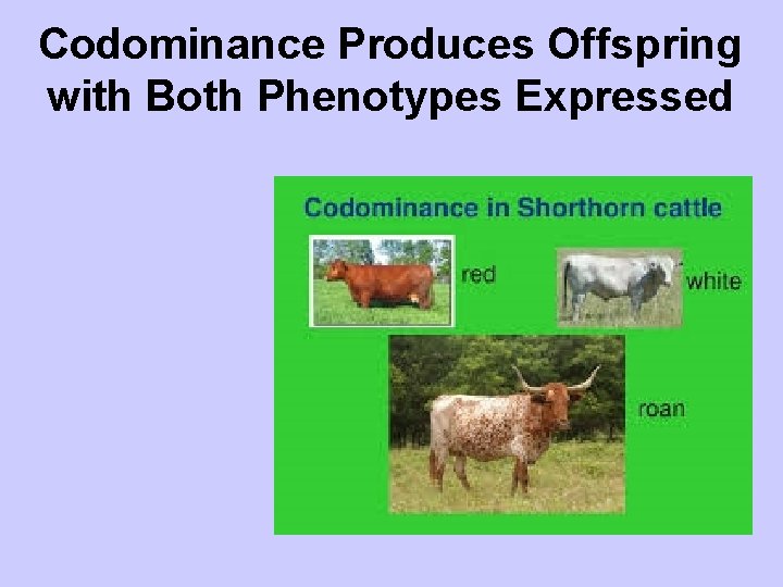Codominance Produces Offspring with Both Phenotypes Expressed 