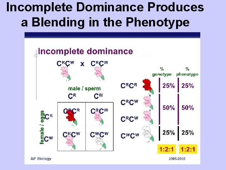 Incomplete Dominance Produces a Blending in the Phenotype 