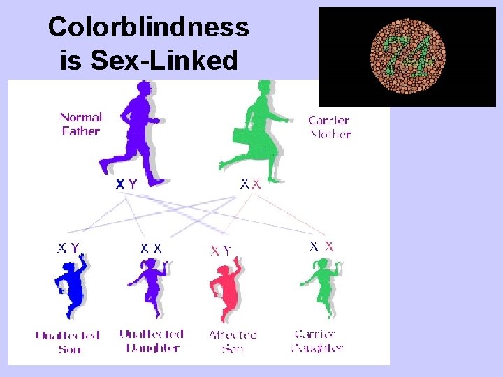 Colorblindness is Sex-Linked 