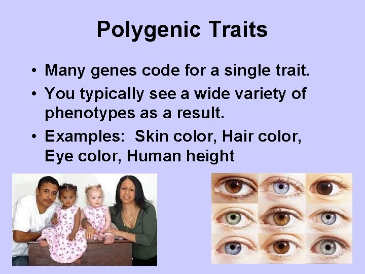 Polygenic Traits • Many genes code for a single trait. • You typically see