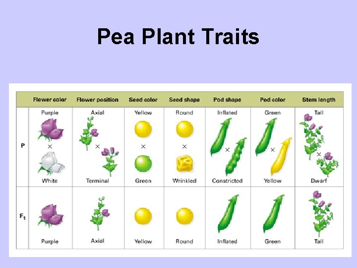 Pea Plant Traits 