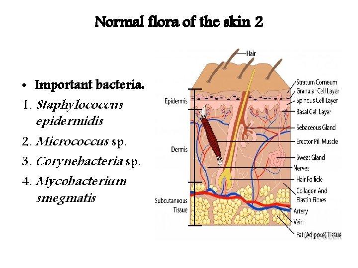 Normal flora of the skin 2 • Important bacteria: 1. Staphylococcus epidermidis 2. Micrococcus