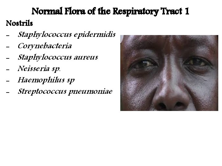 Normal Flora of the Respiratory Tract 1 Nostrils - Staphylococcus epidermidis - Corynebacteria -