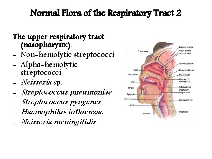 Normal Flora of the Respiratory Tract 2 The upper respiratory tract (nasopharynx). - Non-hemolytic