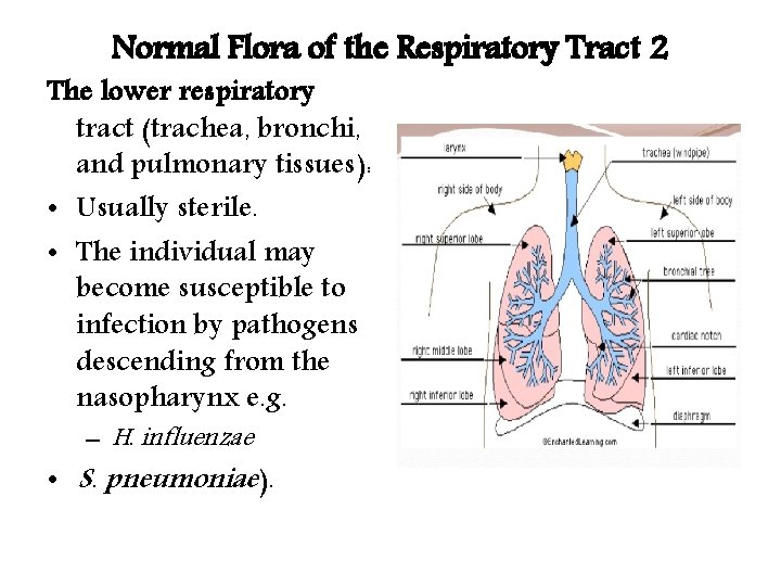 Normal Flora of the Respiratory Tract 2 The lower respiratory tract (trachea, bronchi, and