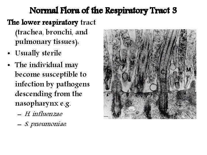 Normal Flora of the Respiratory Tract 3 The lower respiratory tract (trachea, bronchi, and