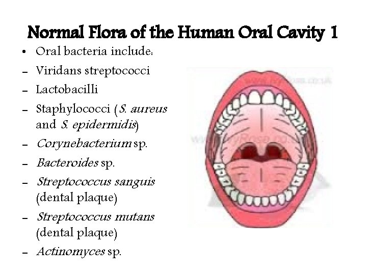 Normal Flora of the Human Oral Cavity 1 Oral bacteria include: Viridans streptococci Lactobacilli