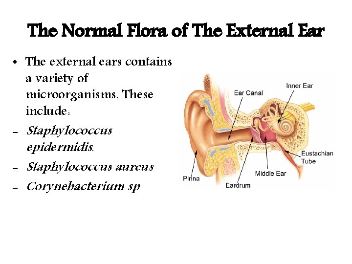 The Normal Flora of The External Ear • The external ears contains a variety