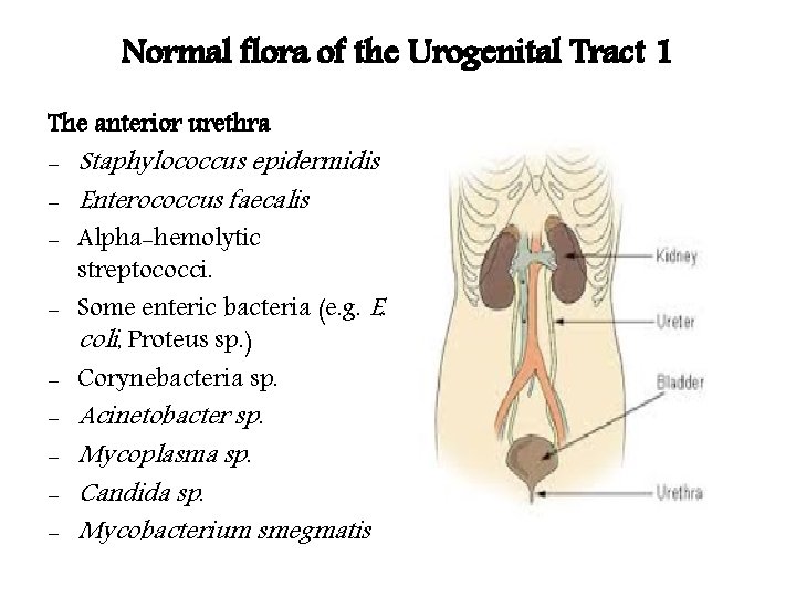 Normal flora of the Urogenital Tract 1 The anterior urethra - Staphylococcus epidermidis -