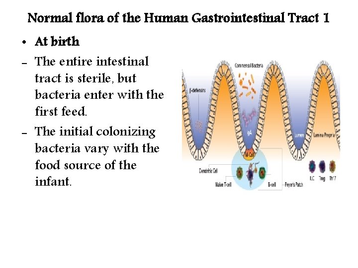 Normal flora of the Human Gastrointestinal Tract 1 • At birth - The entire