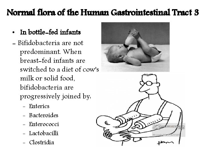 Normal flora of the Human Gastrointestinal Tract 3 • In bottle-fed infants - Bifidobacteria