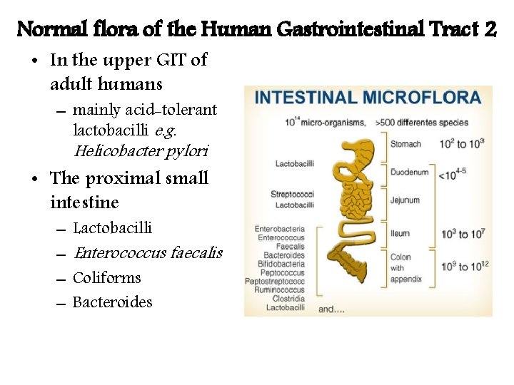 Normal flora of the Human Gastrointestinal Tract 2 • In the upper GIT of