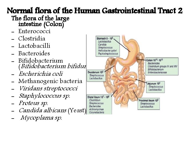 Normal flora of the Human Gastrointestinal Tract 2 The flora of the large intestine