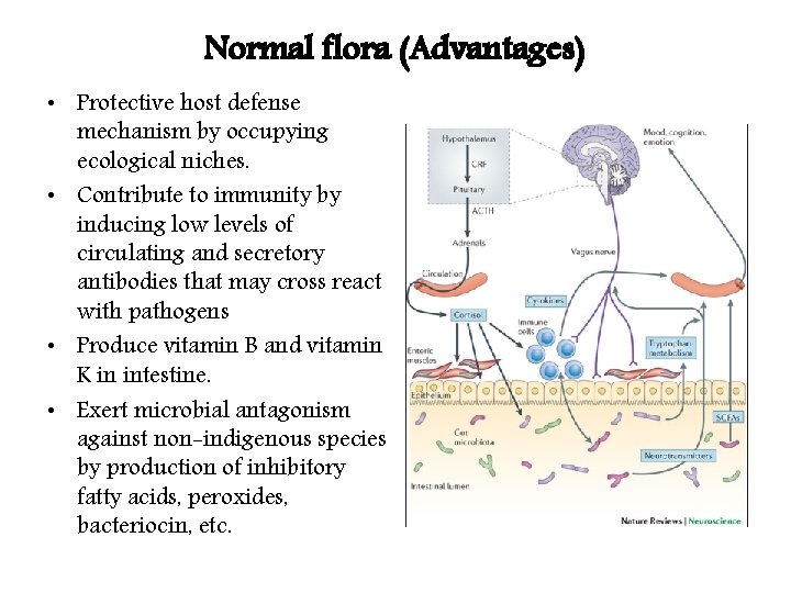 Normal flora (Advantages) • Protective host defense mechanism by occupying ecological niches. • Contribute