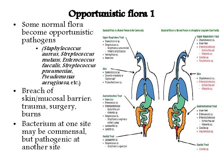 Opportunistic flora 1 • Some normal flora become opportunistic pathogens • (Staphylococcus aureus, Streptococcus