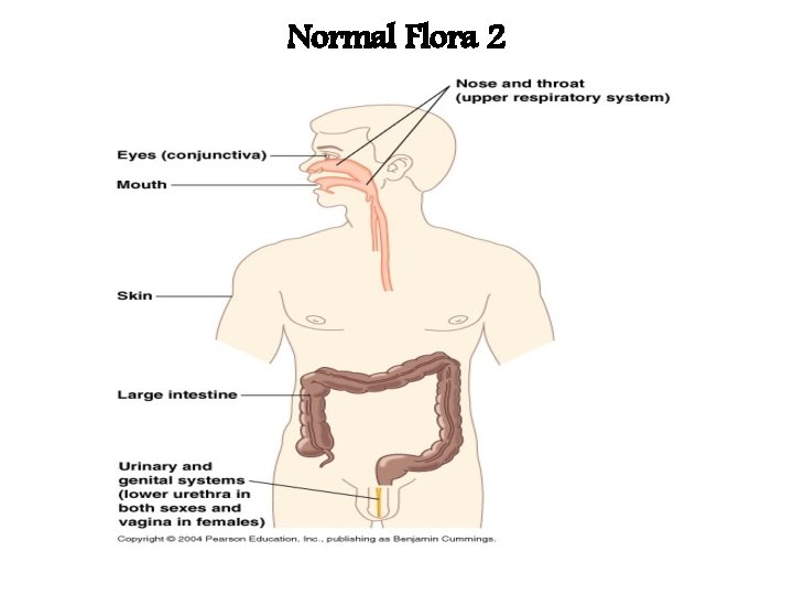 Normal Flora 2 