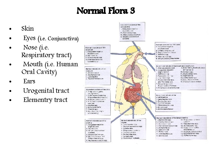 Normal Flora 3 • • Skin Eyes (i. e. Conjunctiva) Nose (i. e. Respiratory