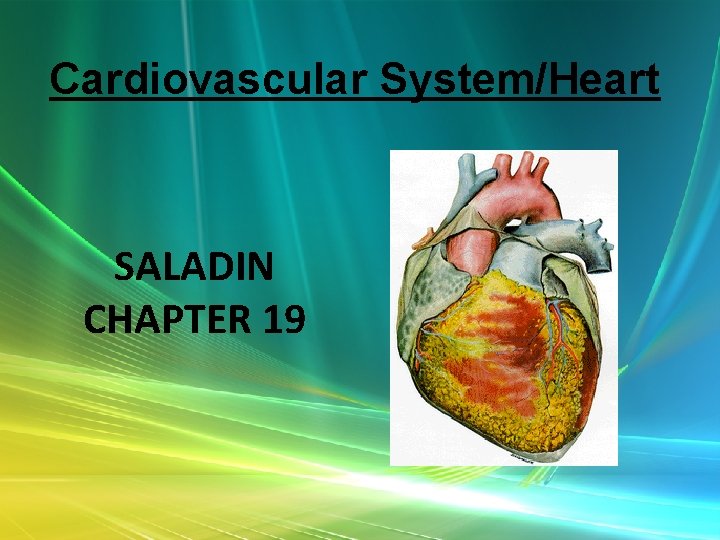 Cardiovascular System/Heart SALADIN CHAPTER 19 