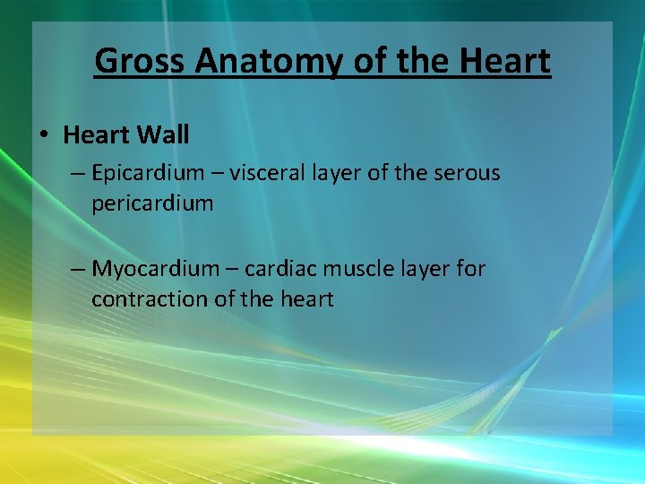 Gross Anatomy of the Heart • Heart Wall – Epicardium – visceral layer of