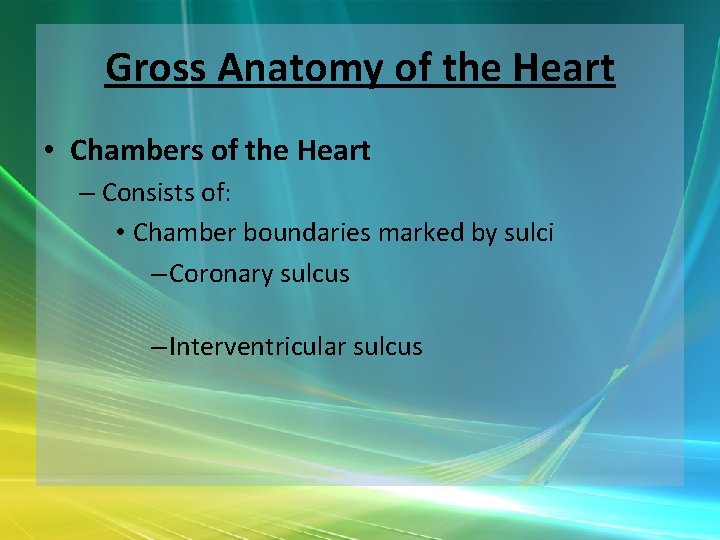 Gross Anatomy of the Heart • Chambers of the Heart – Consists of: •