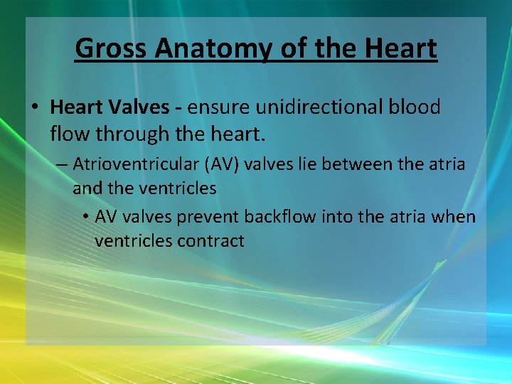 Gross Anatomy of the Heart • Heart Valves - ensure unidirectional blood flow through