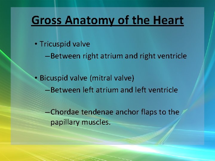 Gross Anatomy of the Heart • Tricuspid valve – Between right atrium and right