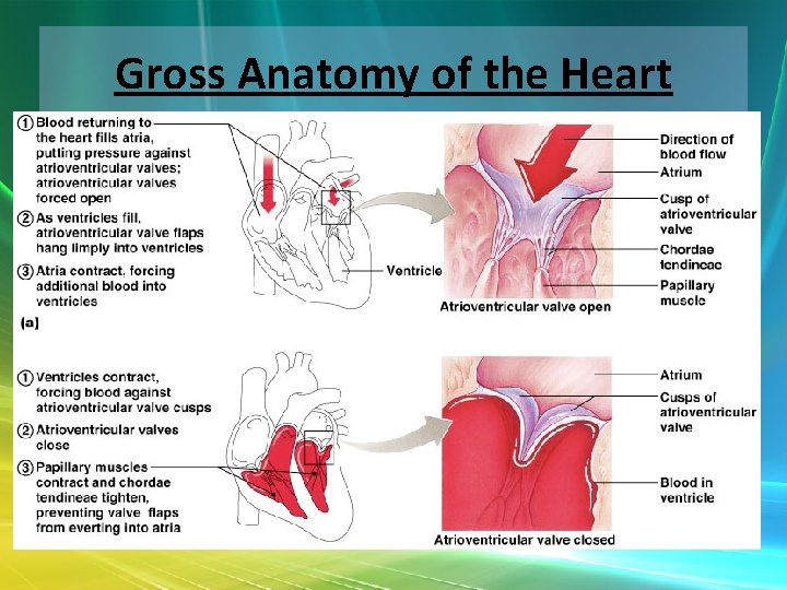 Gross Anatomy of the Heart 
