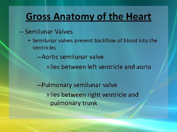 Gross Anatomy of the Heart – Semilunar Valves • Semilunar valves prevent backflow of