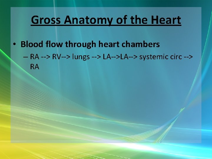 Gross Anatomy of the Heart • Blood flow through heart chambers – RA -->