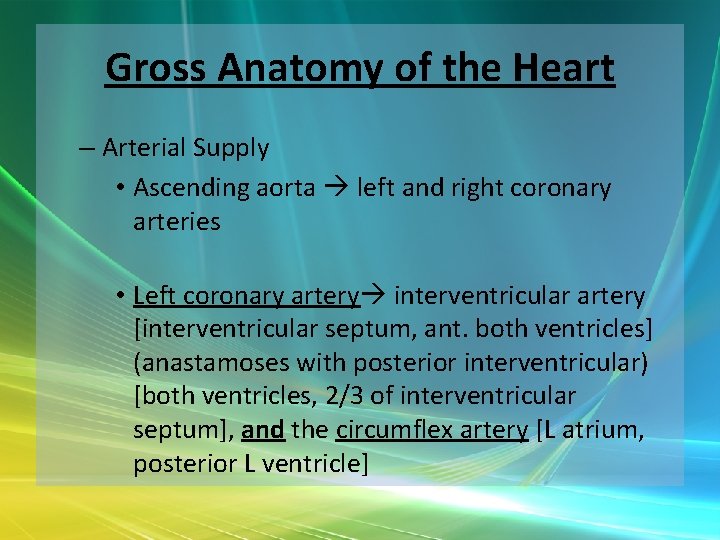 Gross Anatomy of the Heart – Arterial Supply • Ascending aorta left and right