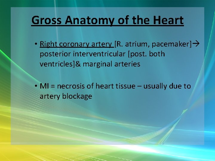 Gross Anatomy of the Heart • Right coronary artery [R. atrium, pacemaker] posterior interventricular