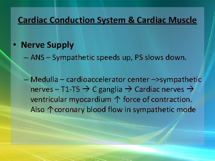 Cardiac Conduction System & Cardiac Muscle • Nerve Supply – ANS – Sympathetic speeds