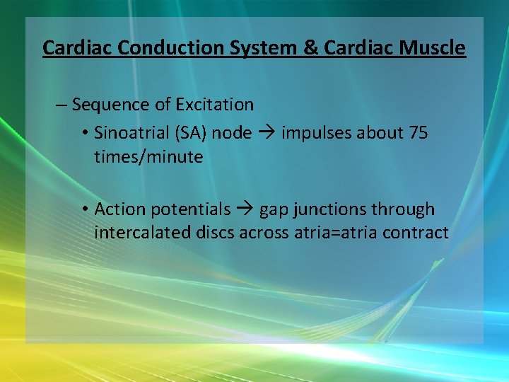 Cardiac Conduction System & Cardiac Muscle – Sequence of Excitation • Sinoatrial (SA) node