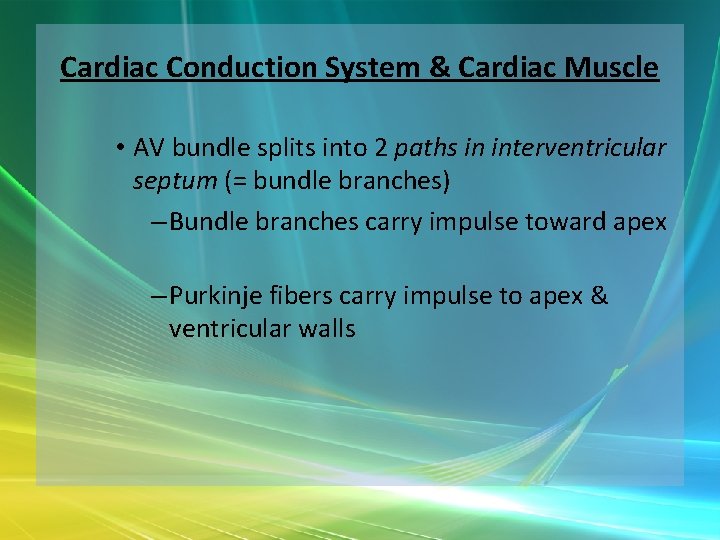 Cardiac Conduction System & Cardiac Muscle • AV bundle splits into 2 paths in