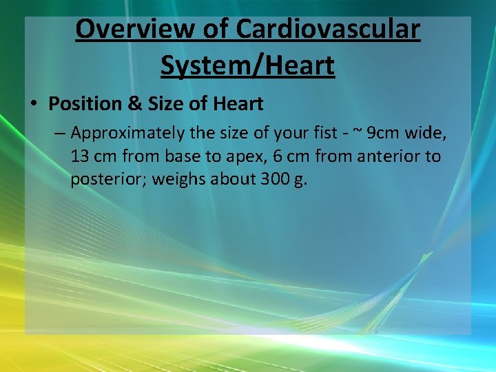 Overview of Cardiovascular System/Heart • Position & Size of Heart – Approximately the size