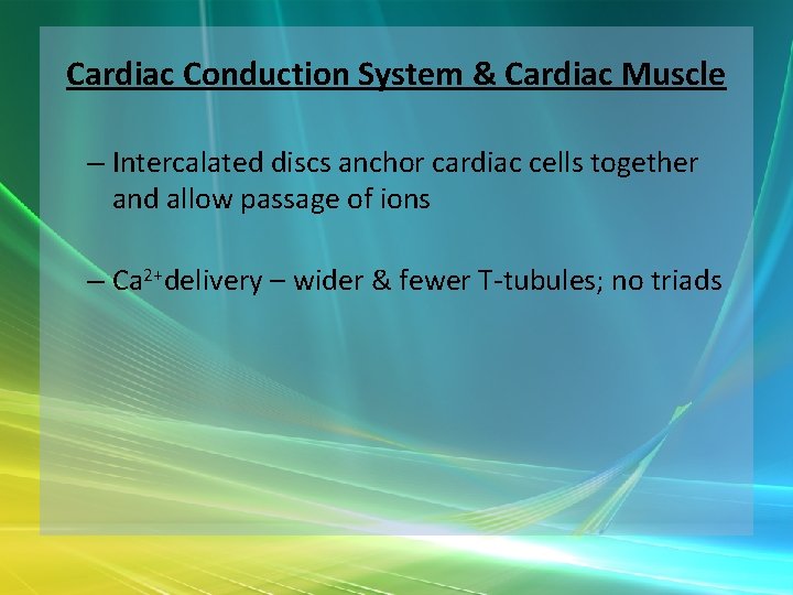 Cardiac Conduction System & Cardiac Muscle – Intercalated discs anchor cardiac cells together and