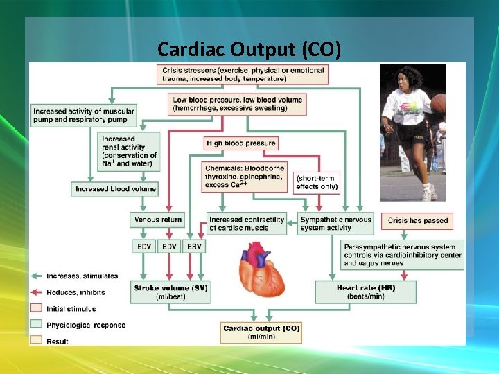 Cardiac Output (CO) 
